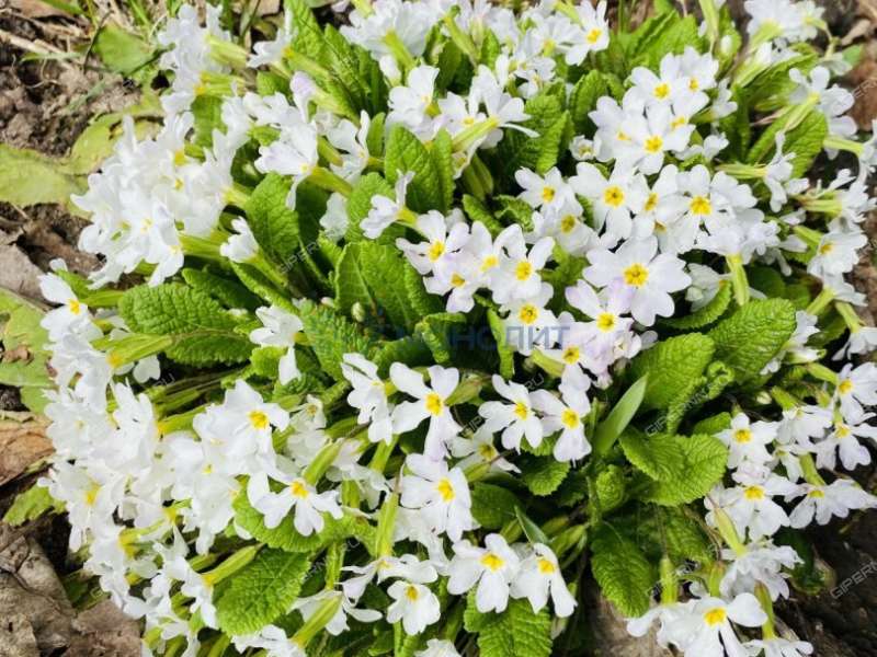 дом на - деревня Гриденино